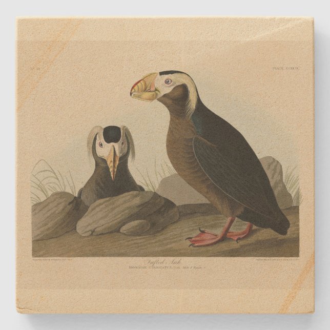 Tuftad Auk (Puffin) - Audubon's Birds of America Stenunderlägg (Framsidan)