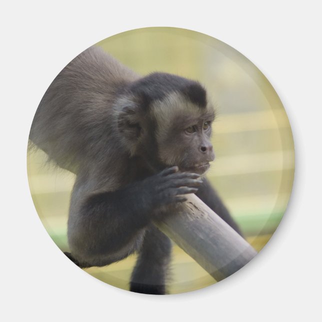 Tuftad Capuchin Monkey Magnet (Framsidan)