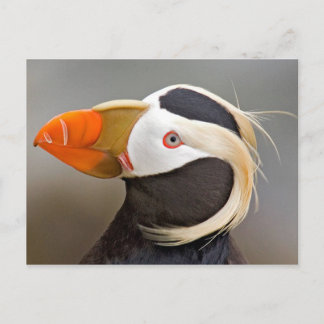 Tuftad puffin (Fratercula cirrhata) Vykort
