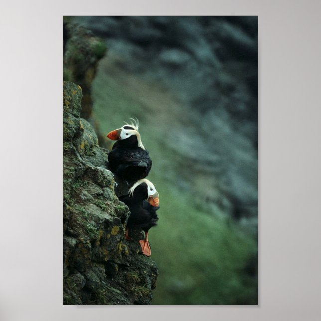 Tuftad Puffin Pair Poster (Framsidan)