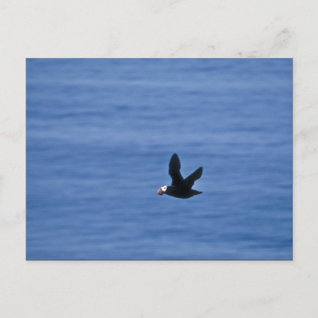 Tuftad puffin under flygning vykort (Framsida)