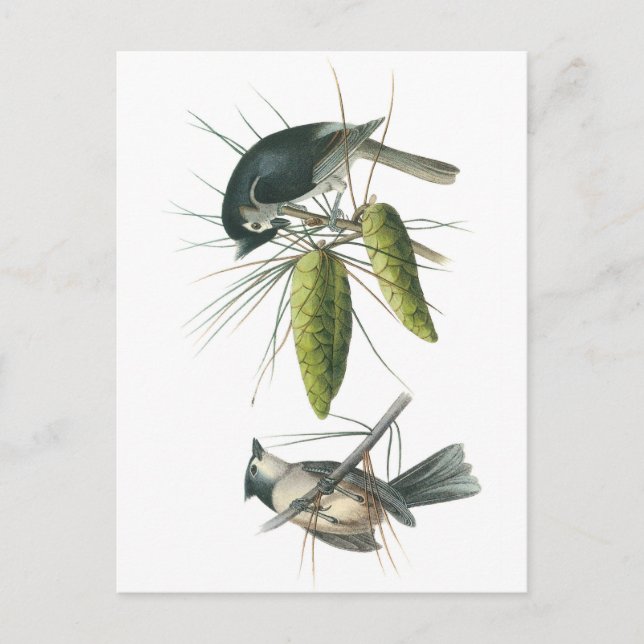 Tuftad timus av Audubon Vykort (Framsida)
