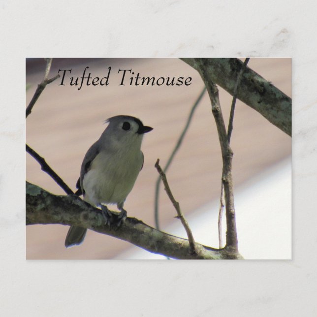 Tuftad timus - Learning Postcard - Florida Vykort (Framsida)