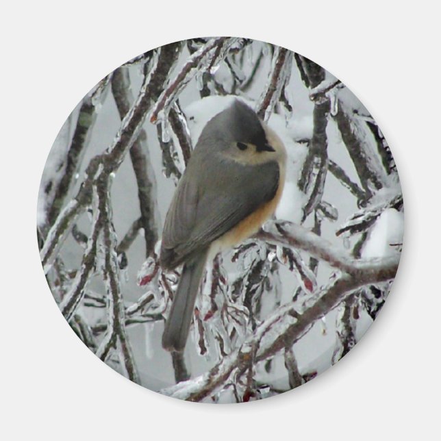 Tuftad timus magnet (Framsidan)