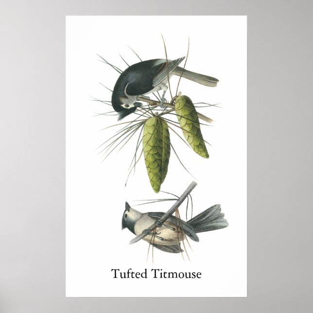 Tuftad Titmus, John Audubon Poster (Framsidan)