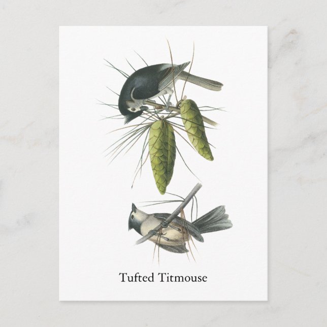 Tuftad Titmus, John Audubon Vykort (Framsida)