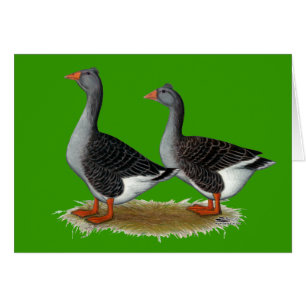 Tuftad Toulouse Geese OBS Kort