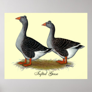 Tuftad Toulouse Geese Poster