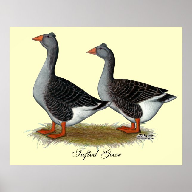 Tuftad Toulouse Geese Poster (Framsidan)