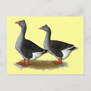 Tuftad Toulouse Geese Vykort