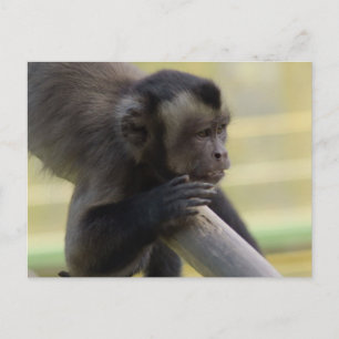 Tuftat vykort för Capuchin Monkey