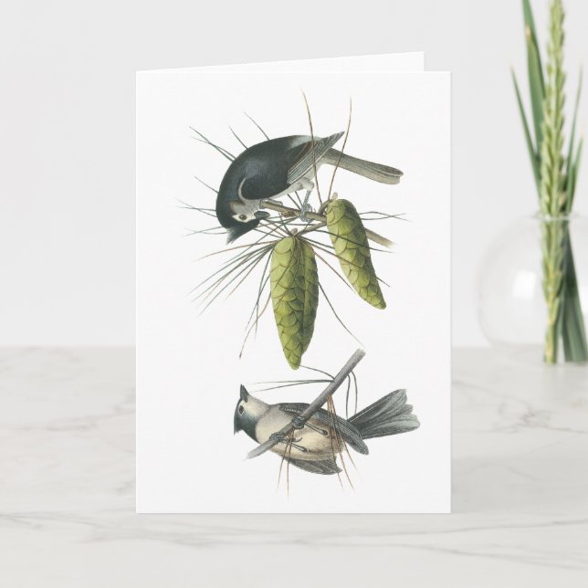 Tufted mes, John Audubon Kort (Framsida)