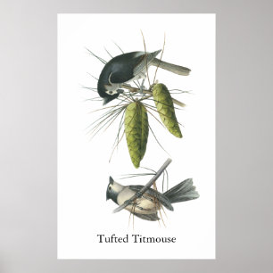 Tufted mes, John Audubon Poster