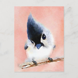 Tufted mes vykort