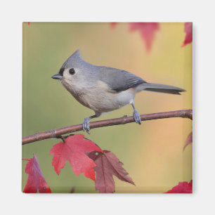 Tufted mesar magnet
