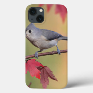 Tufted Titmice