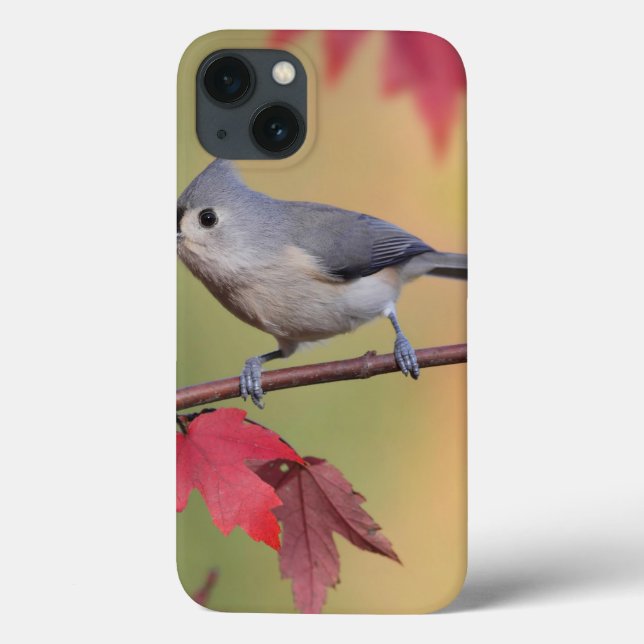 Tufted Titmice (Baksida)