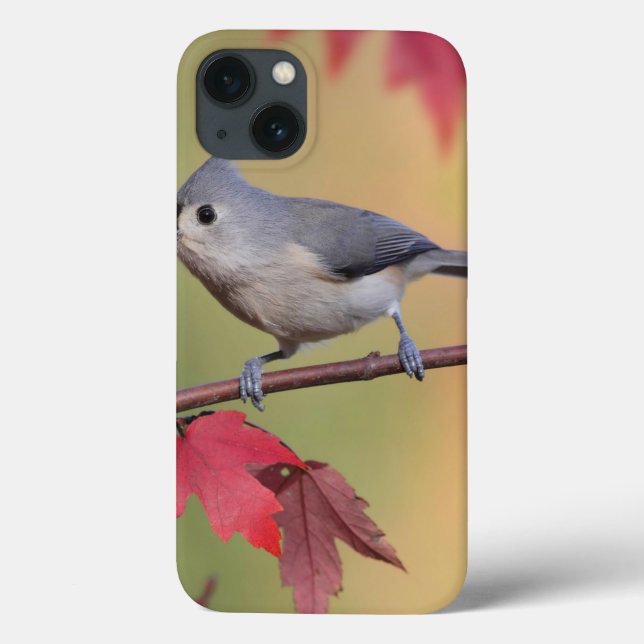 Tufted Titmice (Baksida)