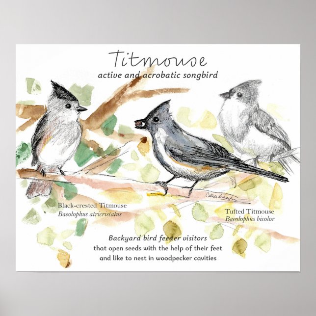 Tufted Titmouse Songbird Leaves Trees Poster (Framsidan)