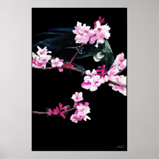 Tui Bird matande på Cherry Blommars - (STORE) Poster