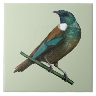 Tui New Zealands Bird Kakelplatta