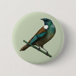 Tui New Zealands Bird Knapp