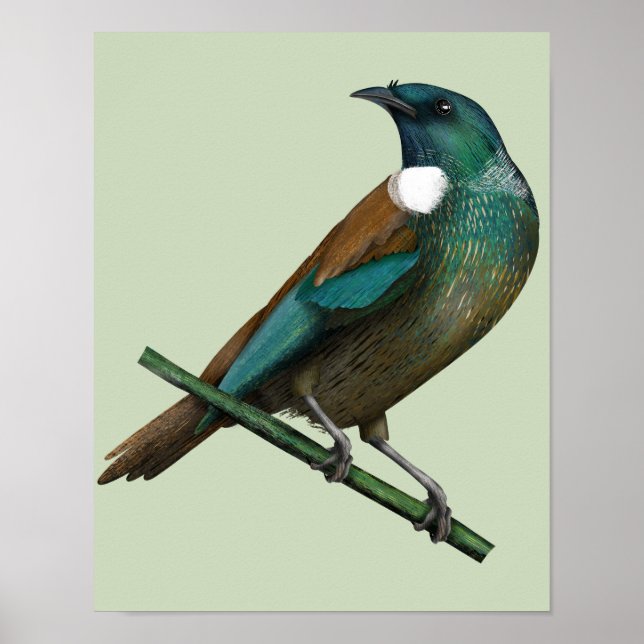 Tui New Zealands Bird Poster (Framsidan)