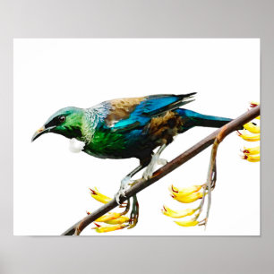 Tui på Gult Flax Poster