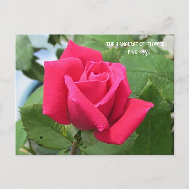 Tukholmsspråket Rosa Ros Vykort (Framsida)