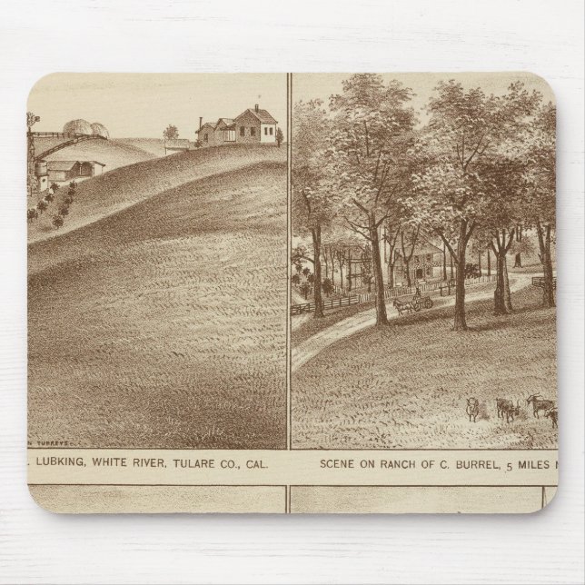 Tulare Co-rancher, kontor Musmatta (Framsidan)