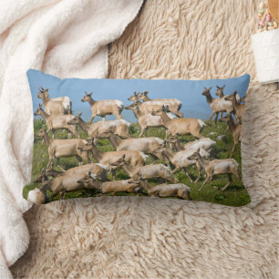 Tule Elk  Point Reyes National Seashore, CA Lumbarkudde