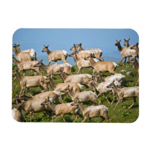 Tule Elk  Point Reyes National Seashore, CA Magnet
