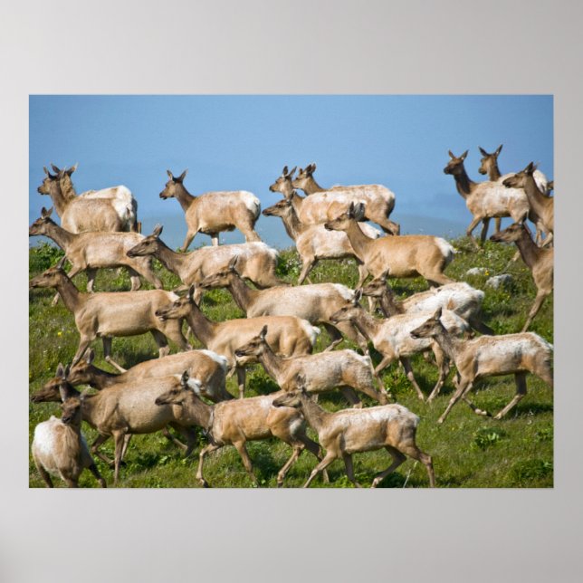 Tule Elk| Point Reyes National Seashore, CA Poster (Framsidan)