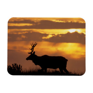 Tule Elk Point Reyes National Seashore Magnet