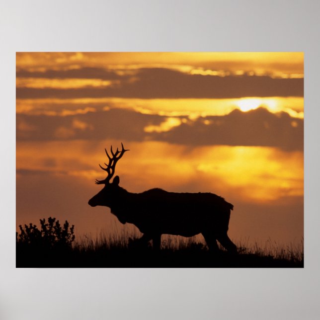 Tule Elk | Point Reyes National Seashore Poster (Framsidan)