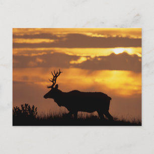 Tule Elk Point Reyes National Seashore Vykort
