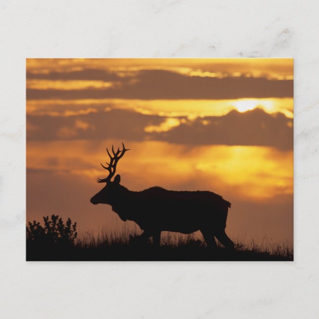 Tule Elk | Point Reyes National Seashore Vykort (Framsida)