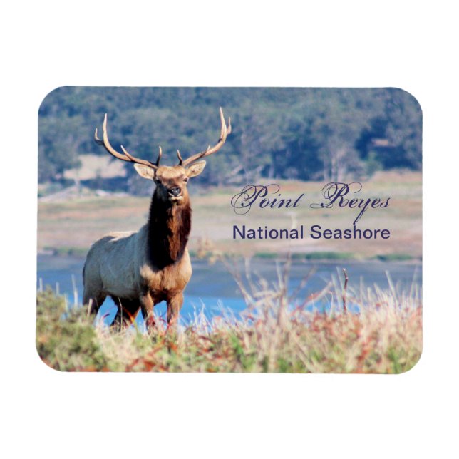 Tule Elk Reserve Point Reyes Magnet (Horisontell)