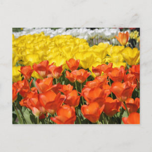 Tuliffträdgård Vykort