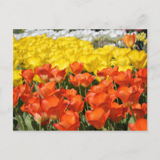 Tuliffträdgård Vykort