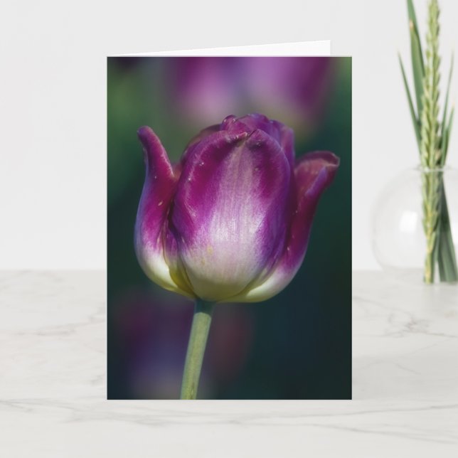 Tulip01 Kort (Framsida)
