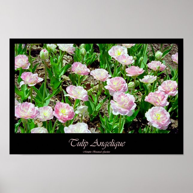 Tulip Angelique Poster (Framsidan)