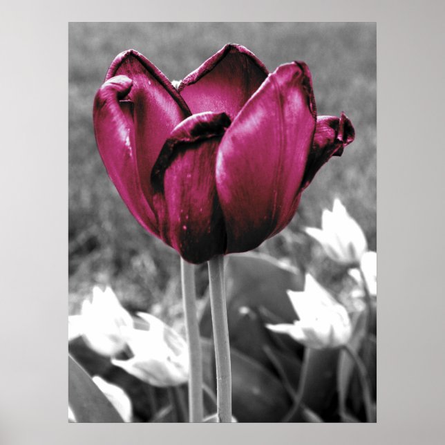 Tulip Art Poster (Framsidan)