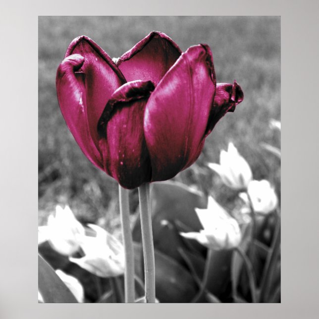 Tulip Art Poster (Framsidan)