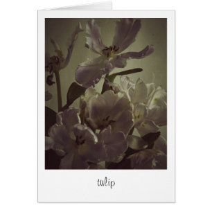 "tulip" av Heidi Rondak Photography Hälsningskort