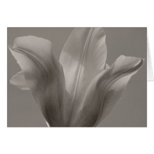 Tulip Black and White Hälsningskort