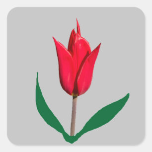 Tulip-blomma Fyrkantigt Klistermärke