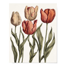 Tulip-blomma