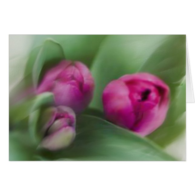 Tulip Bouquet OBS Kort (Framsidan Horizontal)