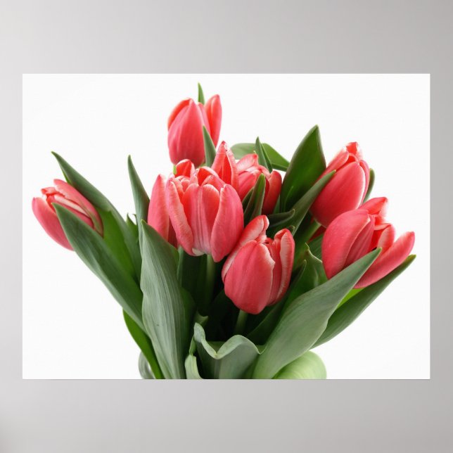 Tulip Bouquet Poster (Framsidan)